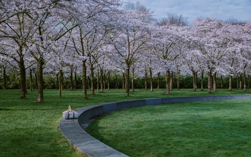 Bloeiende kersenbomen boven een grasveld in een park in Amstelveen