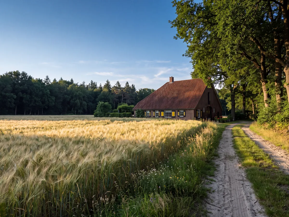 Farmhouse beyond a field of grain, with a dirt track under the trees in Twente