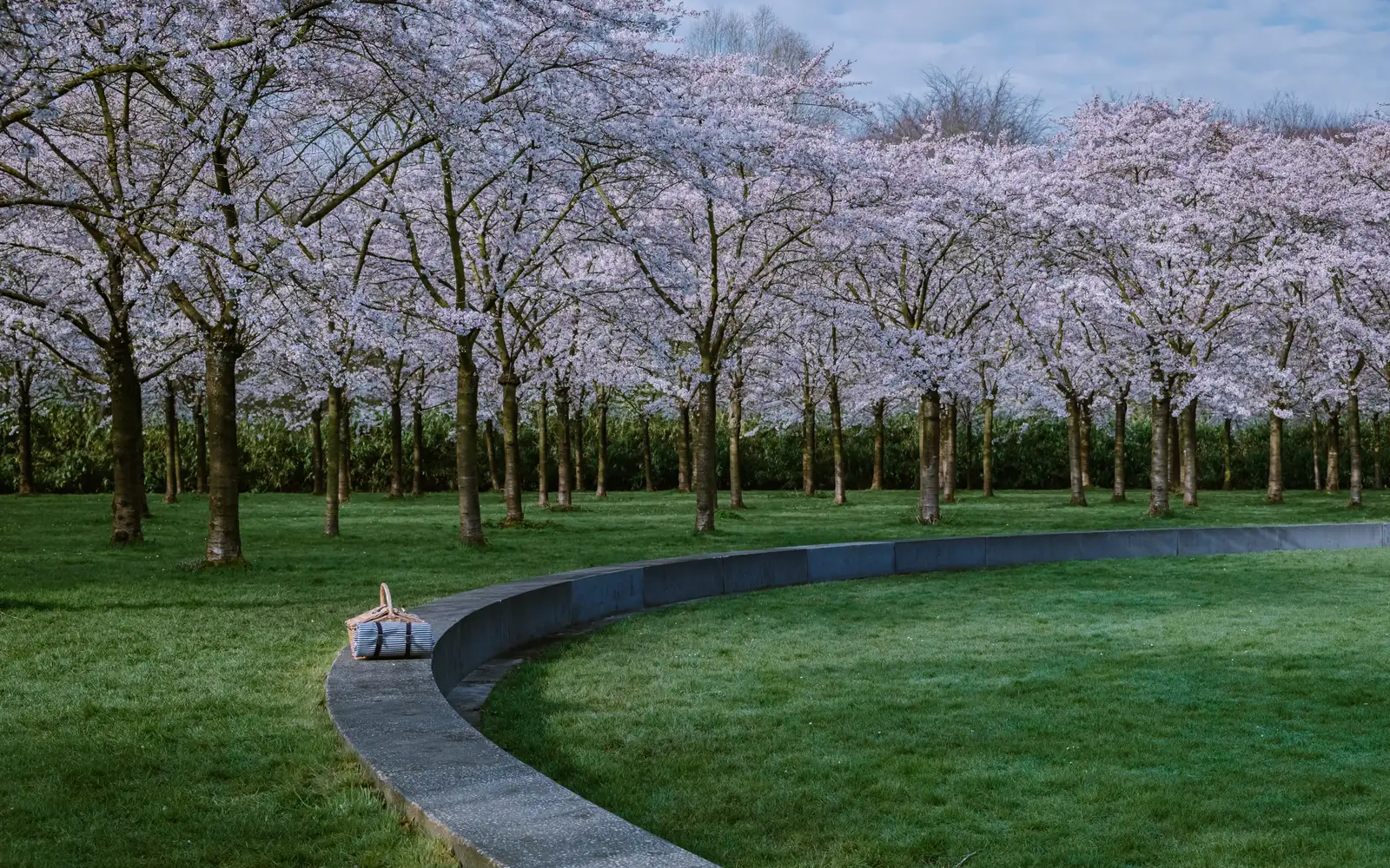 Cherry trees in blossom above a lawn in a park in Amstelveen