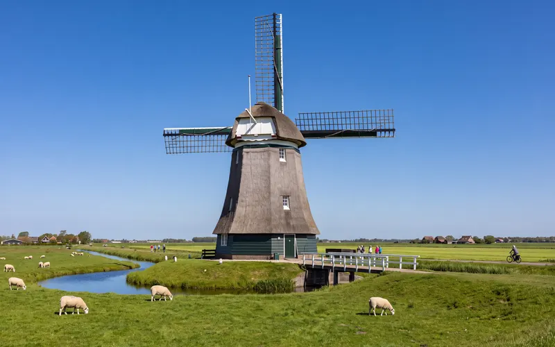 The Kathammer polder windmill in Katwoude, with sheep grazing in the meadow in front