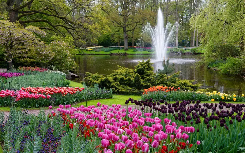 Bloeiende tulpen en een fontein in een bloemenpark bij Lisse